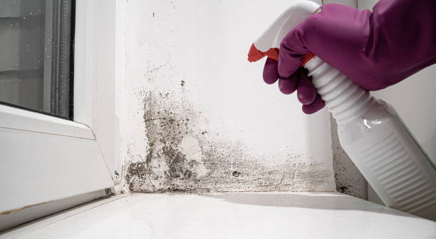 Best Water damage restoration services  in Harper, TX